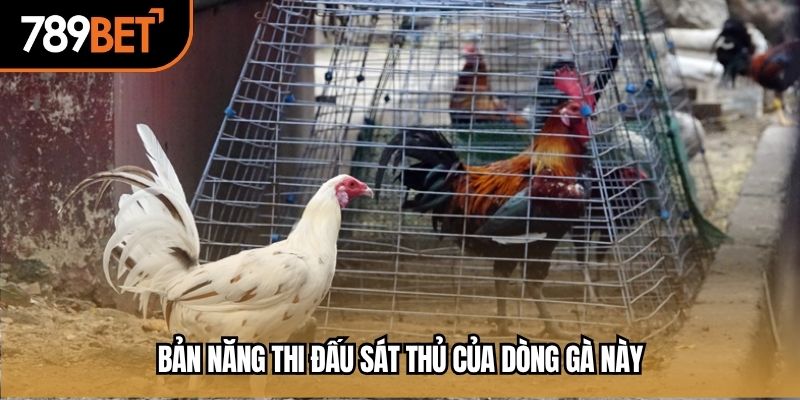 Bản năng thi đấu sát thủ của dòng gà này