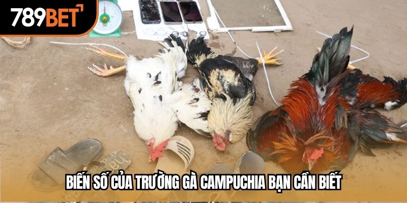 Biến số của trường gà Campuchia bạn cần biết
