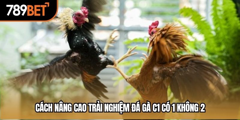 Cách nâng cao trải nghiệm đá gà C1 có 1 không 2
