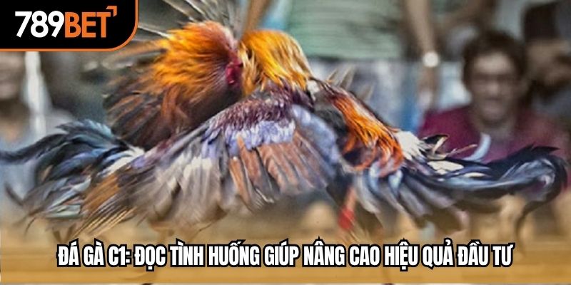 đá gà c1
