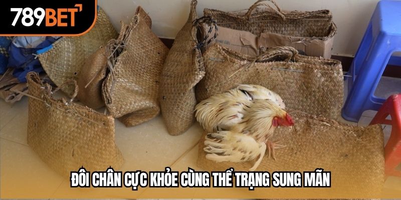 Đôi chân cực khỏe cùng thể trạng sung mãn