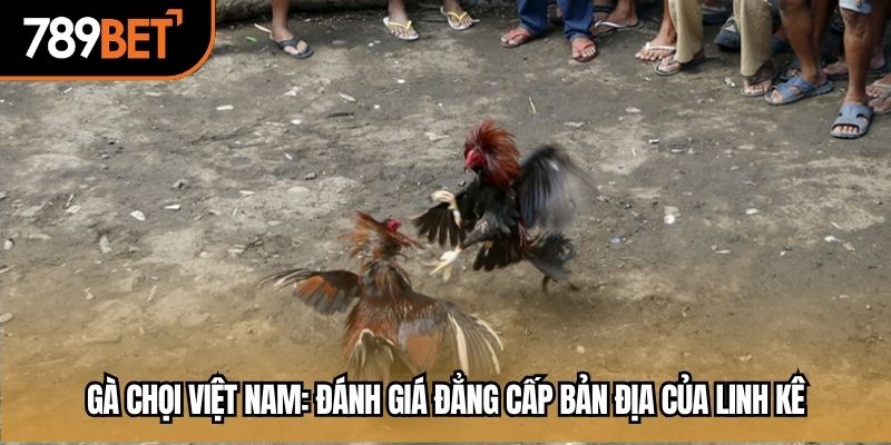 gà chọi việt nam