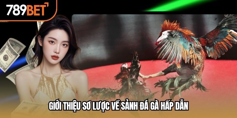 Giới thiệu sơ lược về sảnh đá gà hấp dẫn