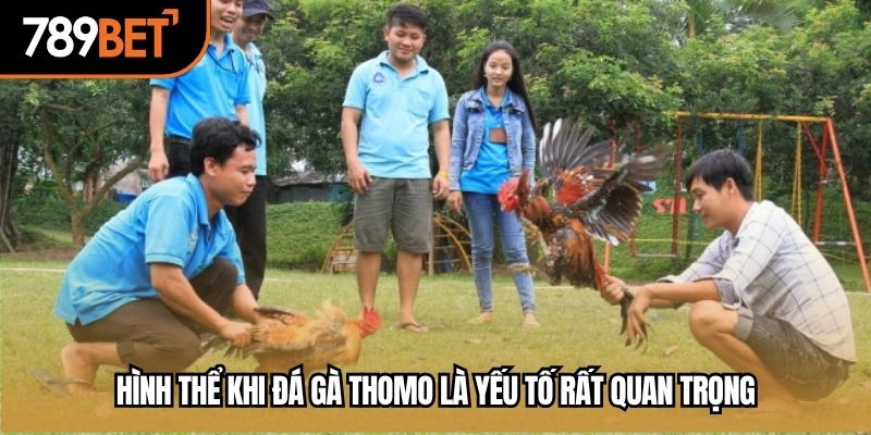 Hình thể khi đá gà thomo là yếu tố rất quan trọng