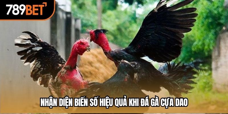 Nhận diện biến số hiệu quả khi đá gà cựa dao