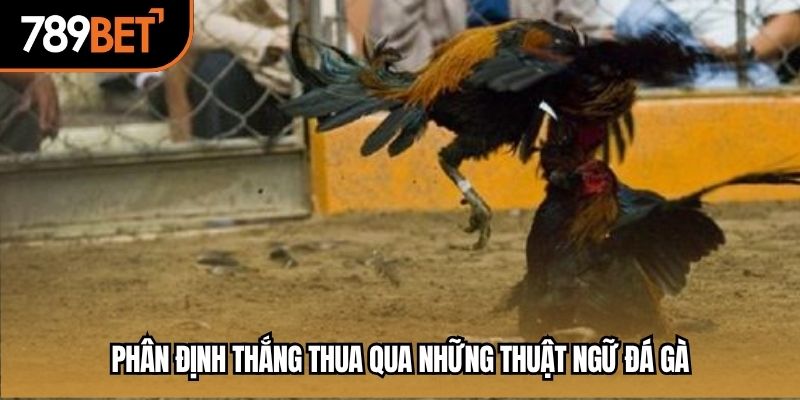 Phân định thắng thua qua những thuật ngữ đá gà