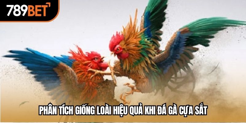 Phân tích giống loài hiệu quả khi đá gà cựa sắt