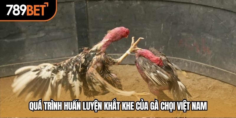 Quá trình huấn luyện khắt khe của gà chọi Việt Nam