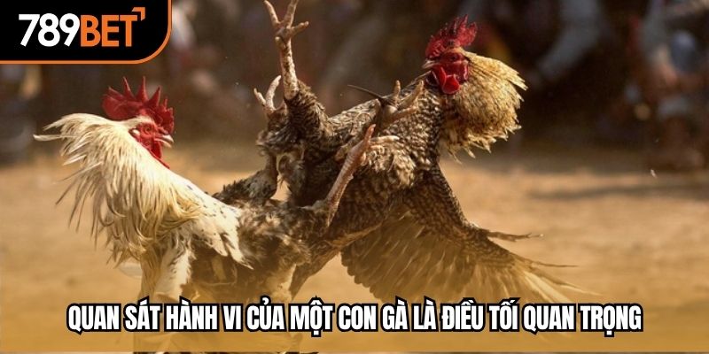 Quan sát hành vi của một con gà là điều tối quan trọng