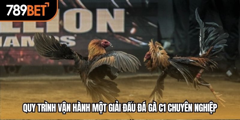 Quy trình vận hành một giải đấu đá gà C1 chuyên nghiệp