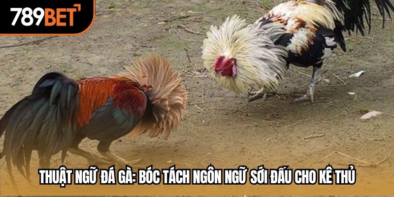 thuật ngữ đá gà
