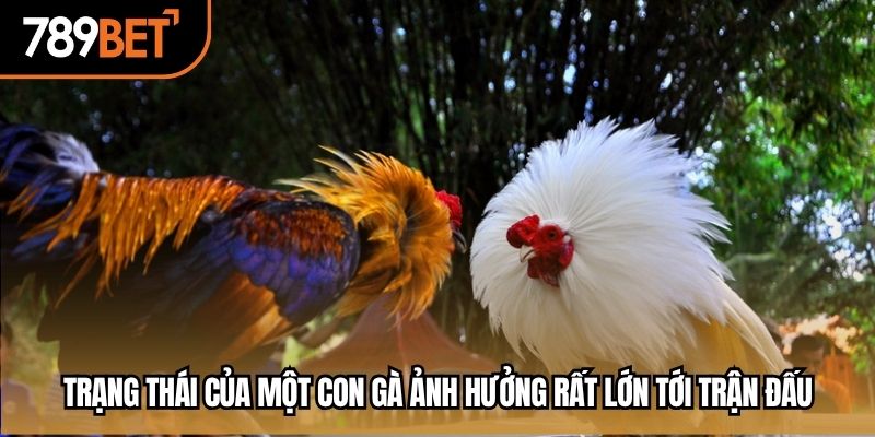 Trạng thái của một con gà ảnh hưởng rất lớn tới trận đấu