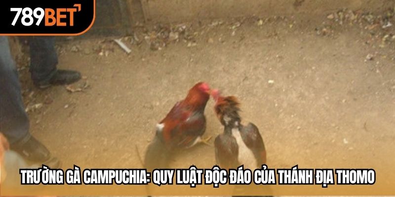 trường gà campuchia